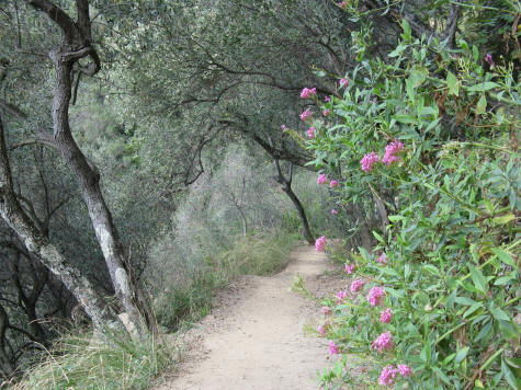 Monterosso Hiking Trail